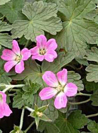 Geranium x oxonianum 'Orkney Pink'